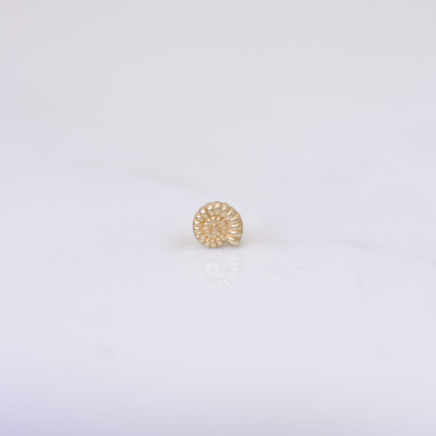 Nautilus Shell Earring Stud in 14k gold